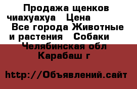 Продажа щенков чиахуахуа › Цена ­ 12 000 - Все города Животные и растения » Собаки   . Челябинская обл.,Карабаш г.